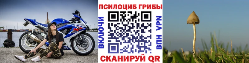 где продают наркотики  Болохово  Псилоцибиновые грибы Psilocybe 